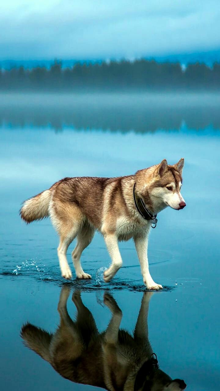 Dog/Wolf