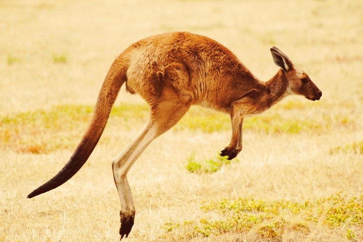 kangoroo