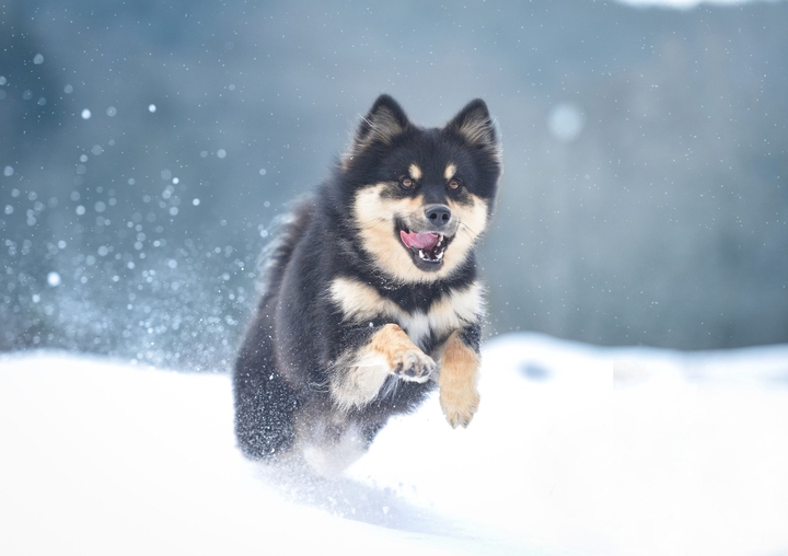 Hasky
