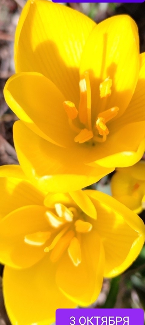 spring, petal Hintergrundbilder