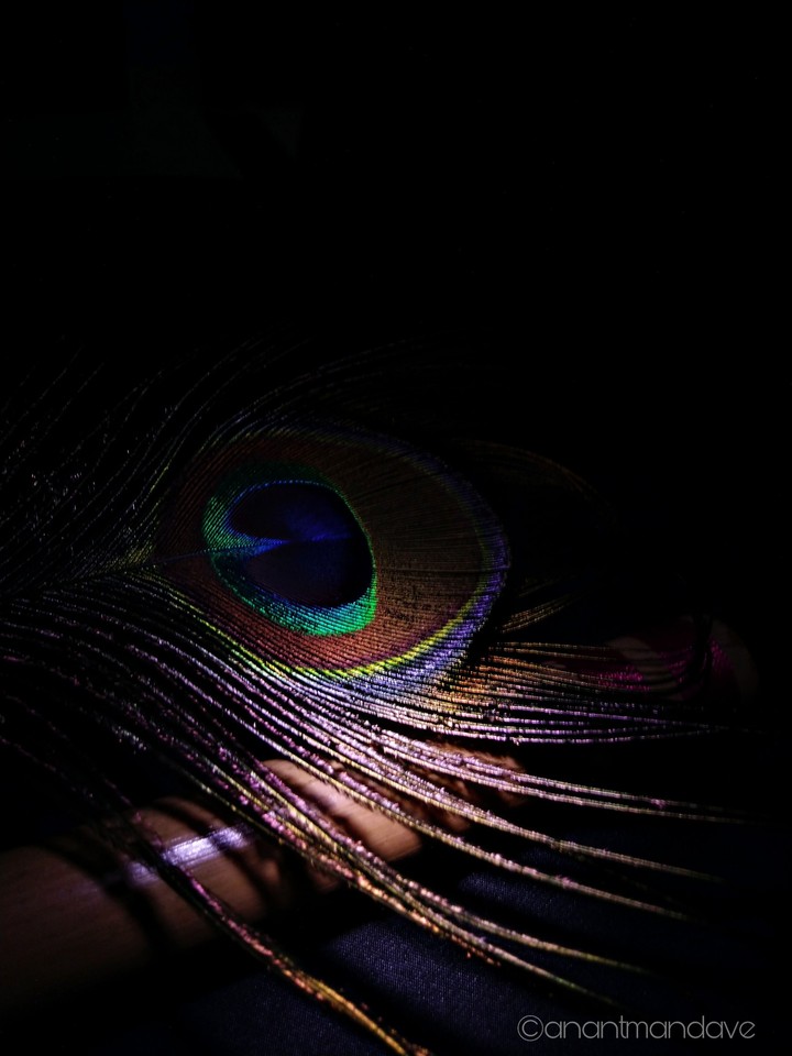 heavenly beauty of a feather