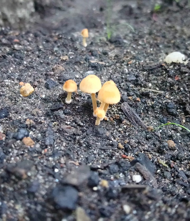 mushroom family