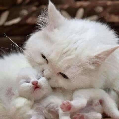 cute