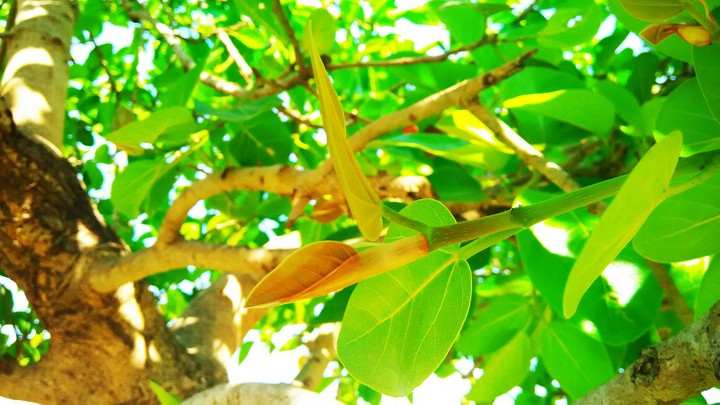 Green Leaf