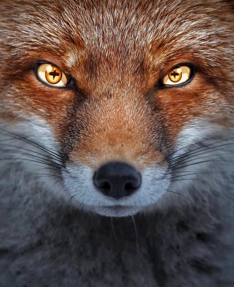 naruto kurama