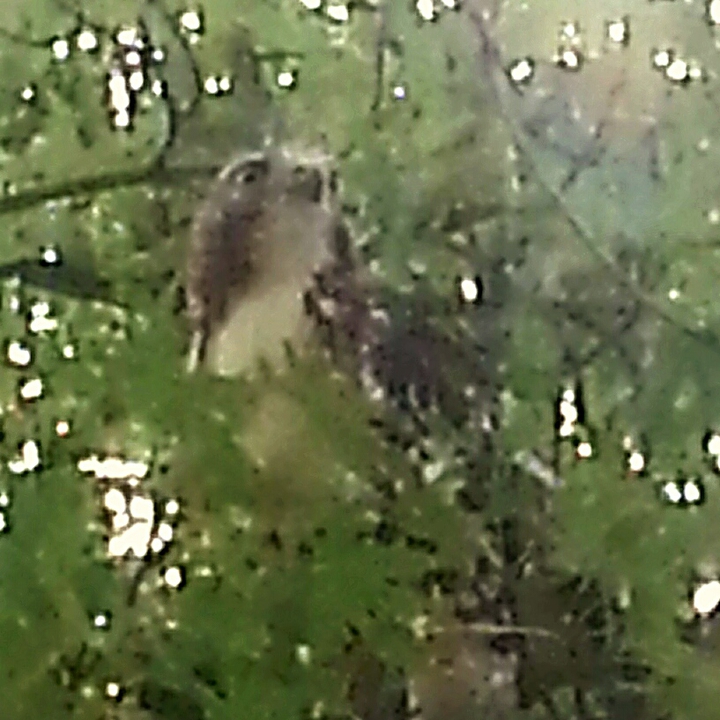 Hawk