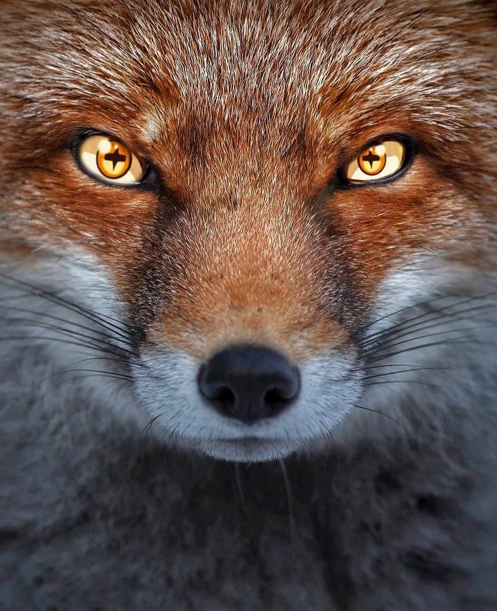 naruto kurama