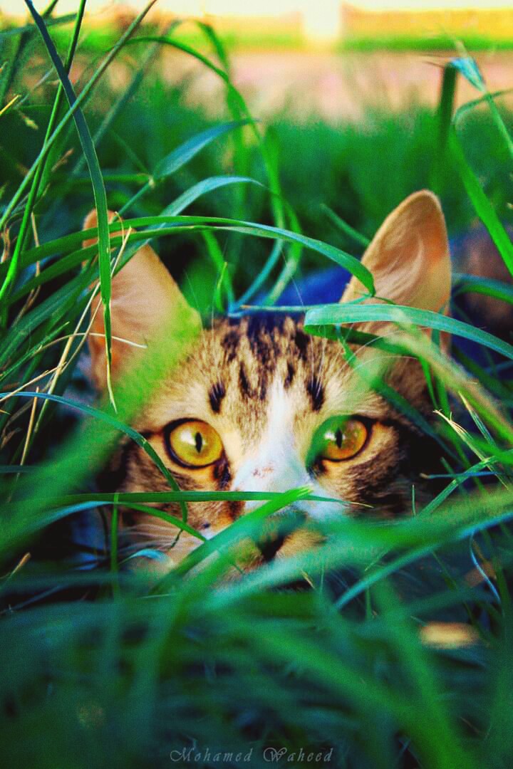 cat