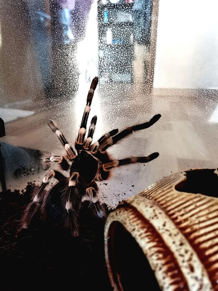 Spider