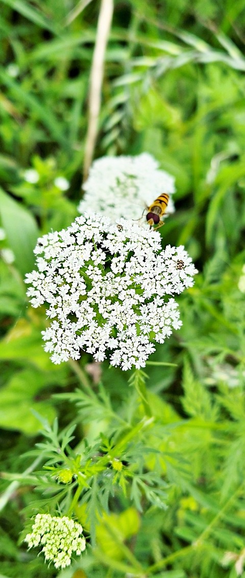 sfondi ajwain, flower