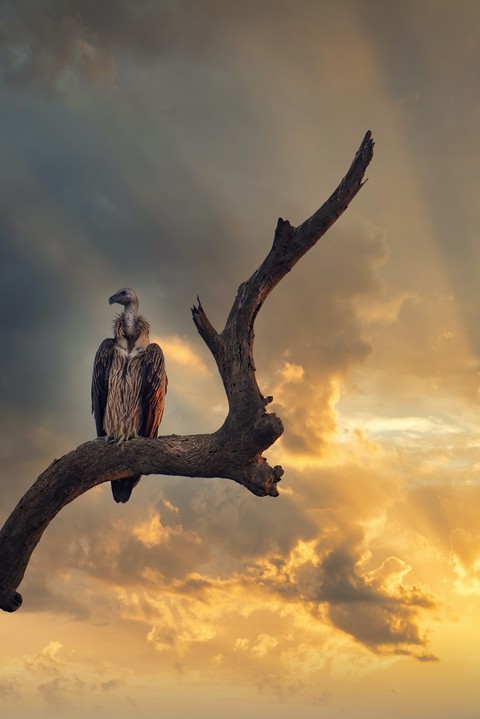 bird