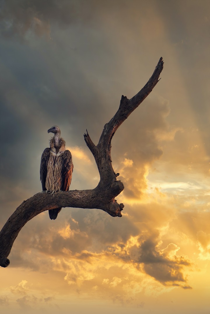 bird