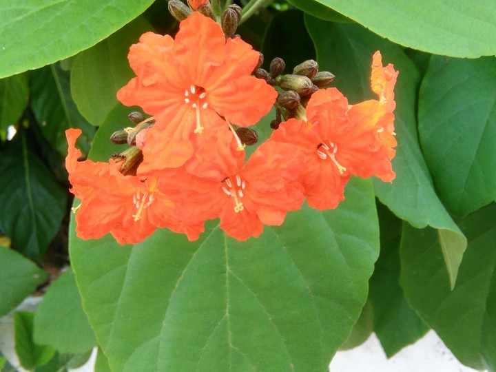 Flor