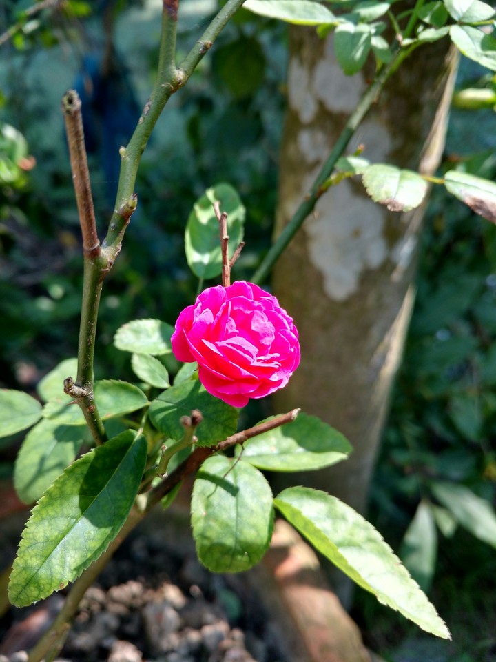 rose
