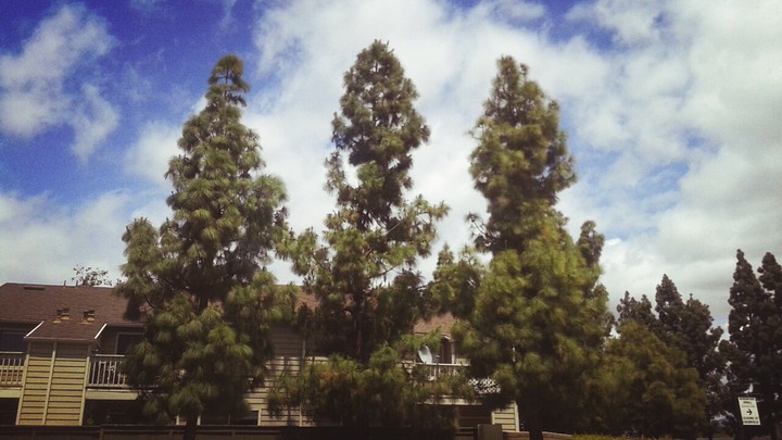 We three trees