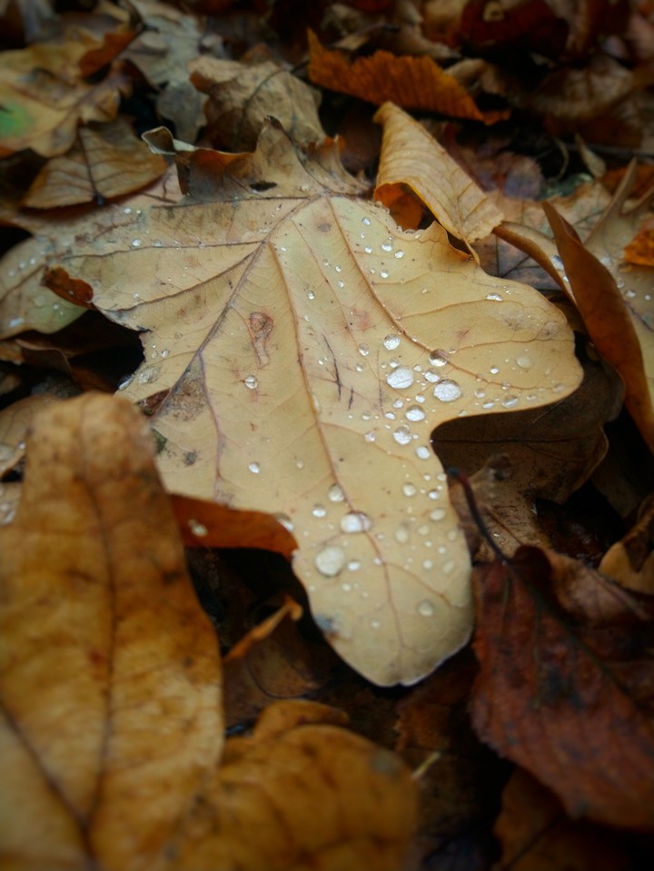 autumn leaf