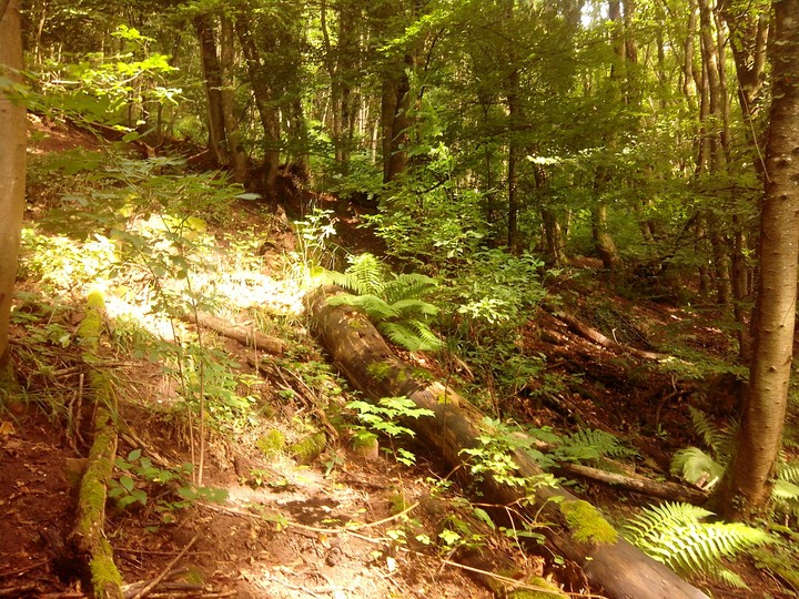 Shiny Forest