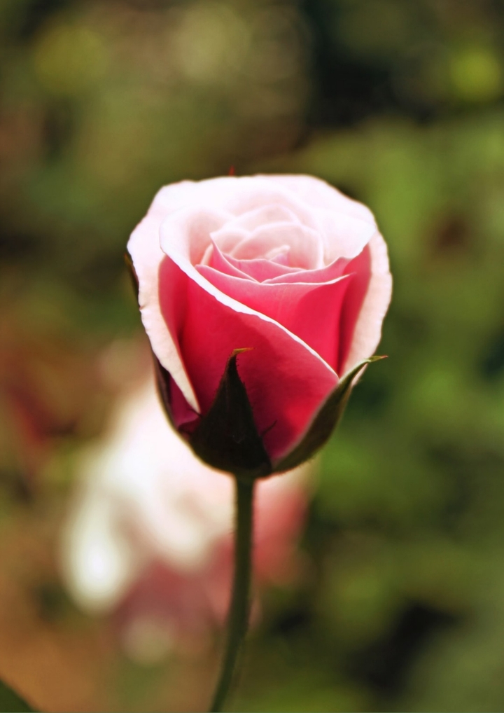 beautiful pink rose....