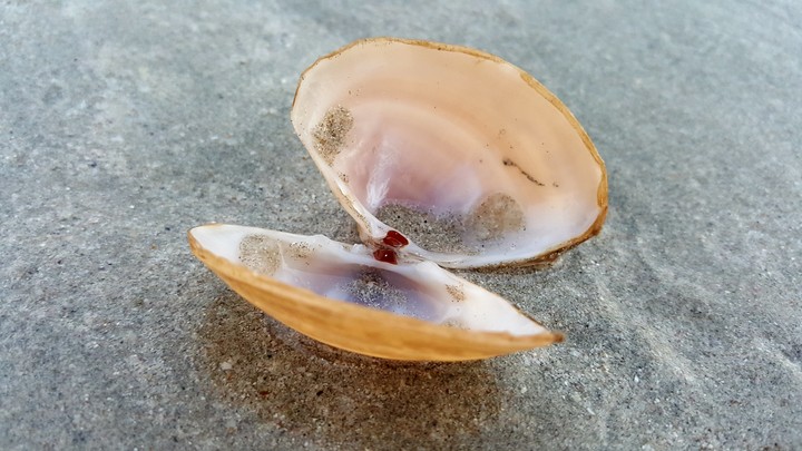 Shell