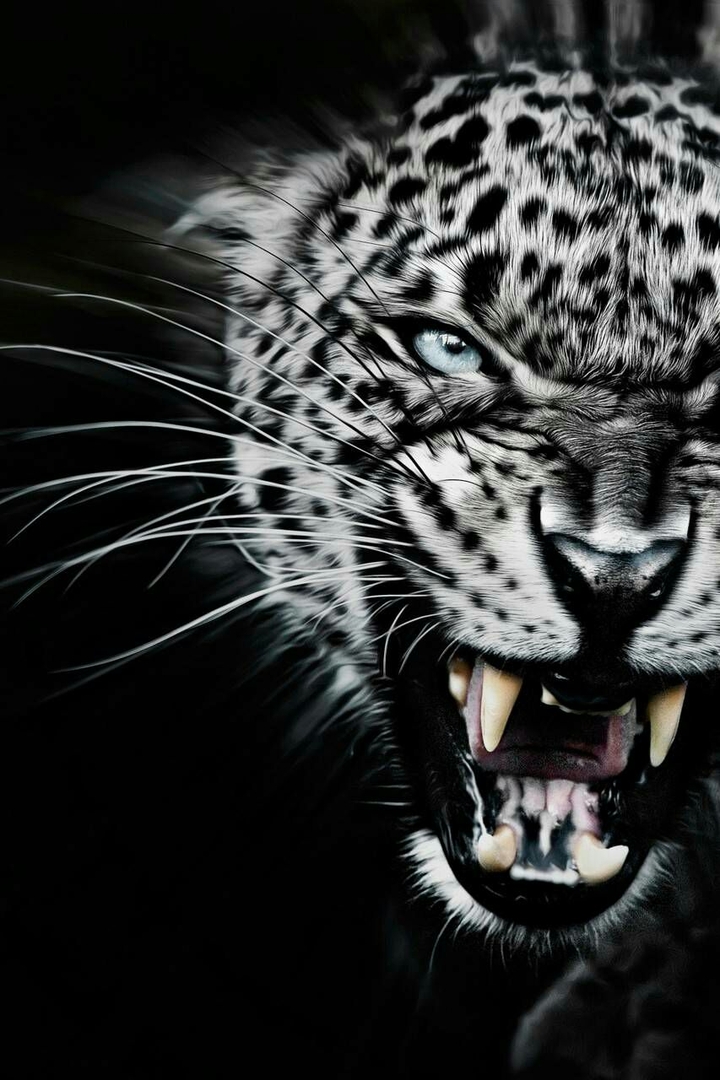 you must to be like a tiger in the time of need 