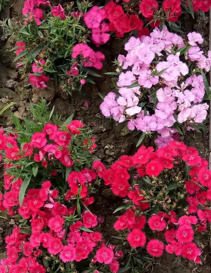 Blossom