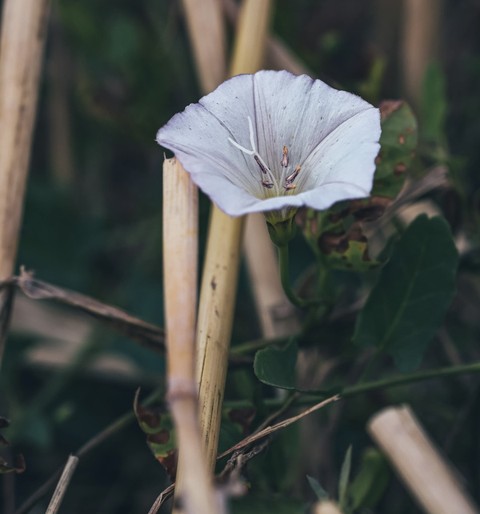 morningglories, wildflower वॉलपेपर