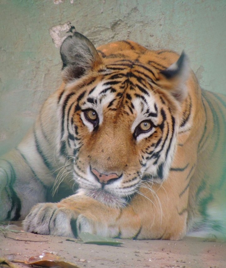 tiger