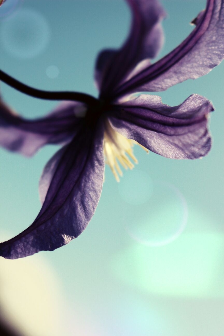 skyflower