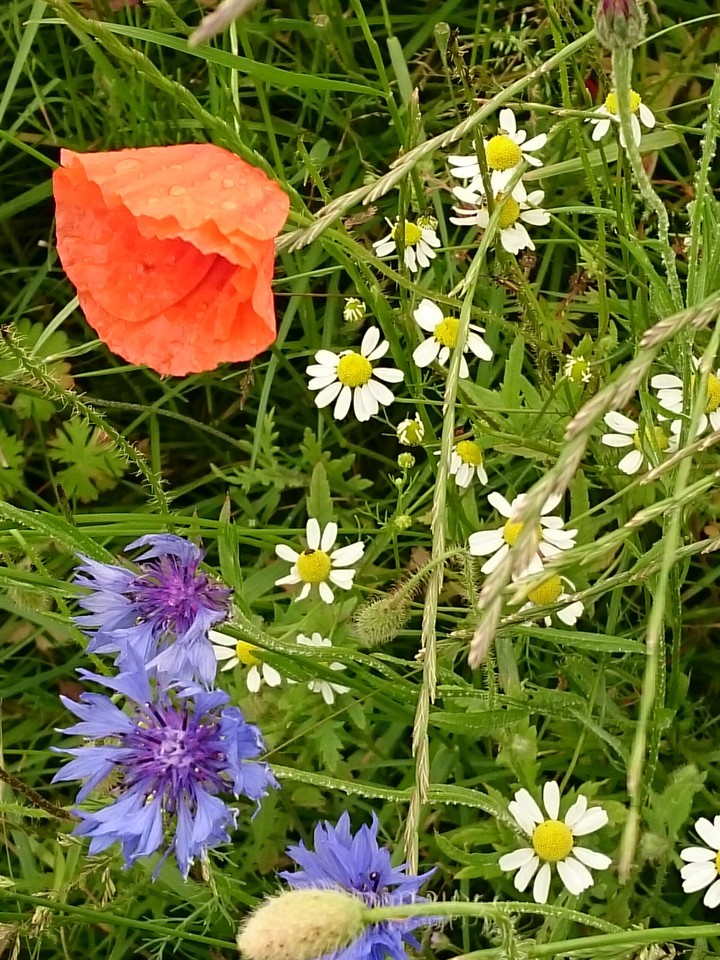 Mohn- Kornblume - Kamille- Trio