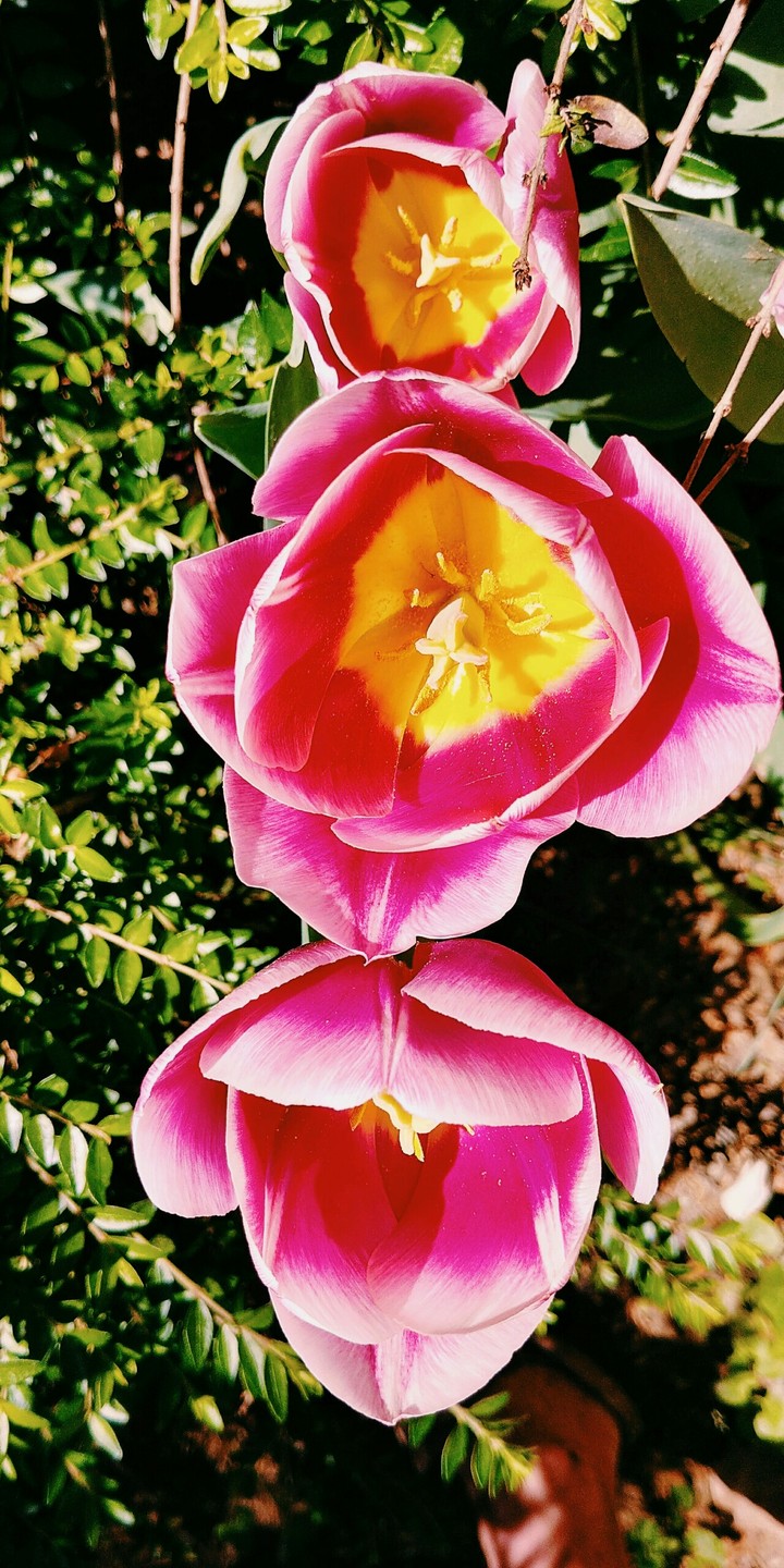 Tulips flower power.
