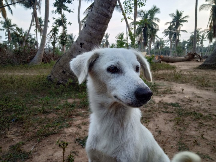 dog