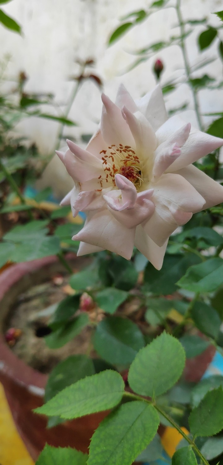 rose flower