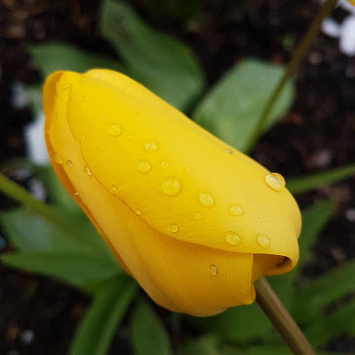 Tulpe