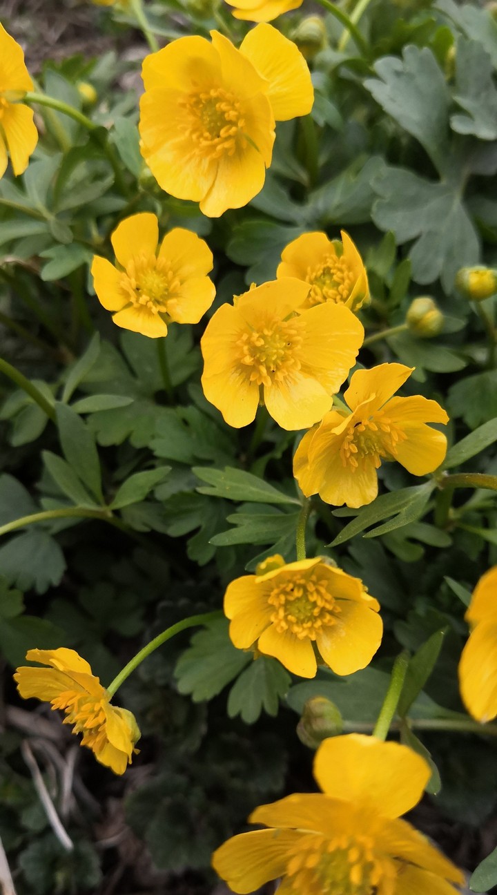 Yellow T