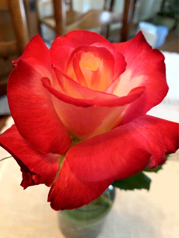 A Rose is a Rose