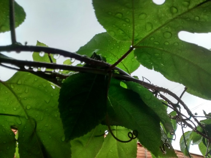 plant Foliage