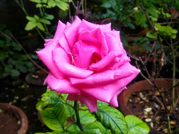 rose