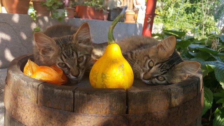 Cat brothers