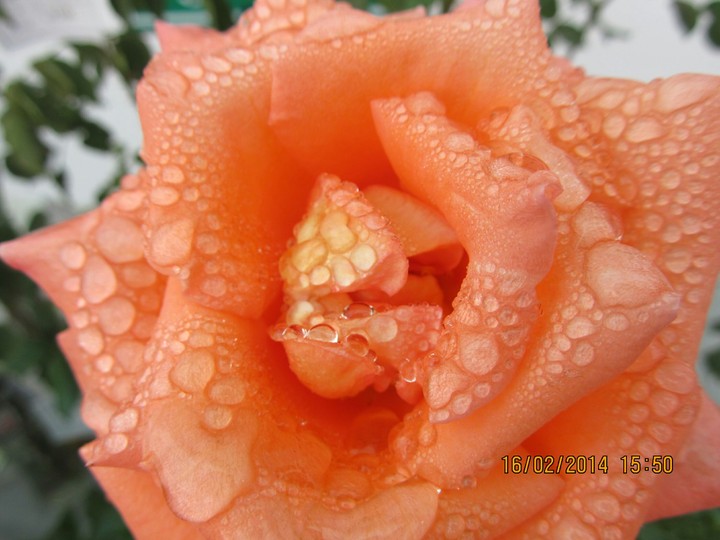 droplets