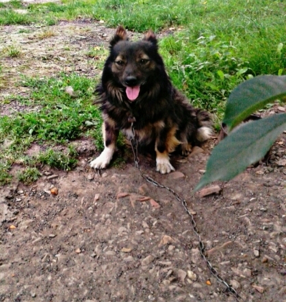 ❤dog