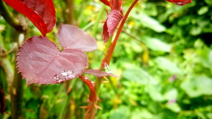 leaf