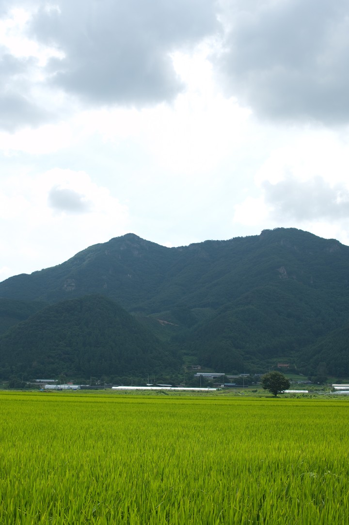 Scenics