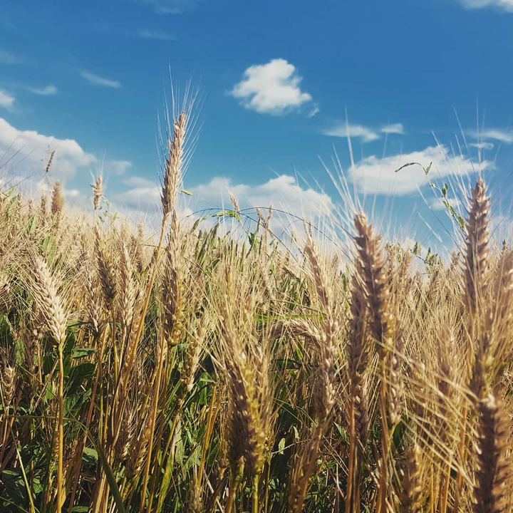 Wheat