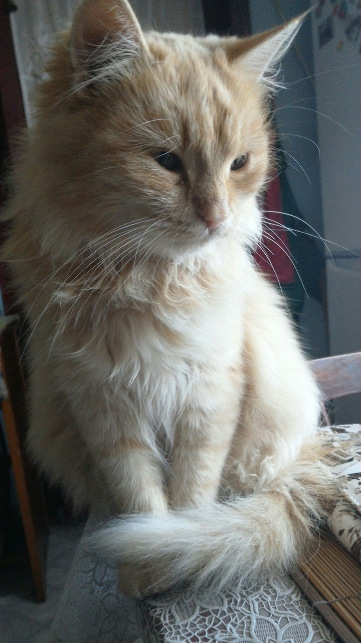 cat