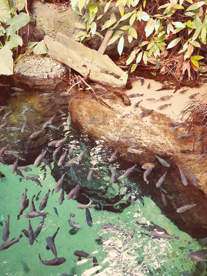 #green water#fishes