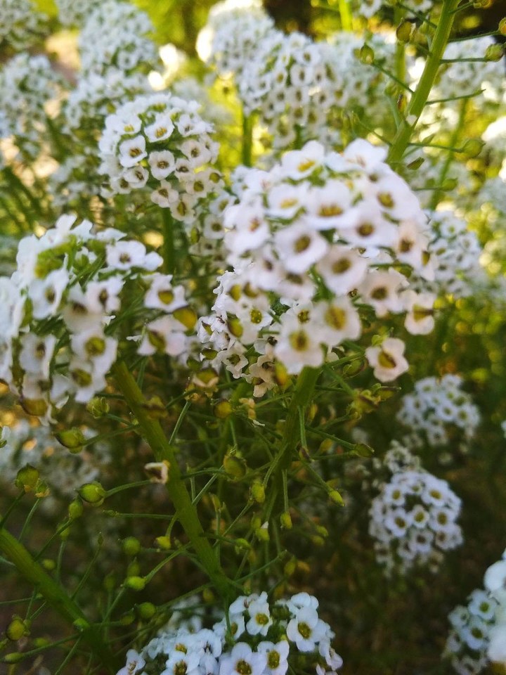 Flover
