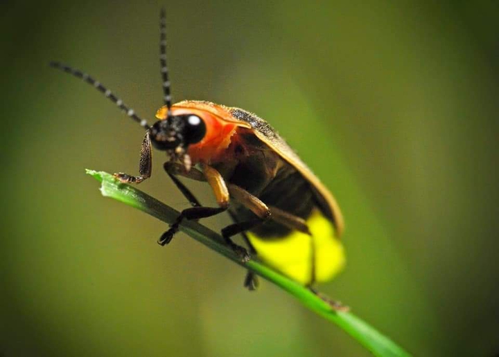 Wild life