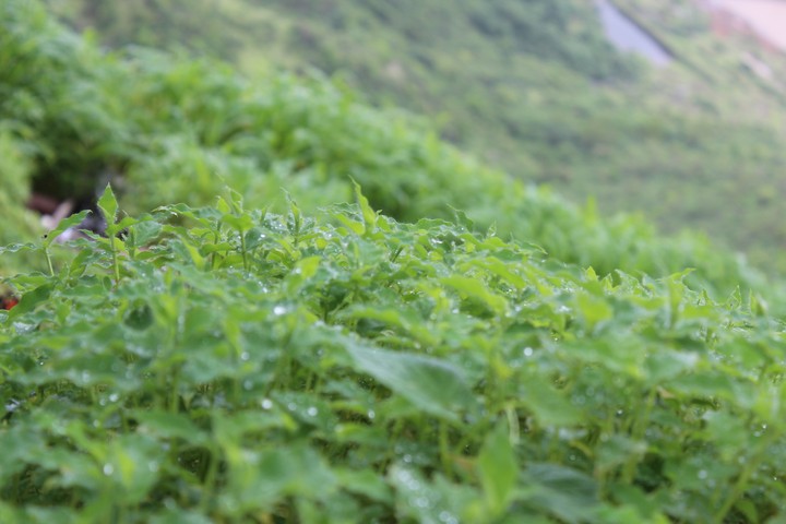 Plants