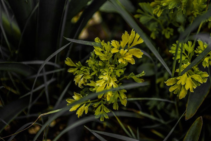 plant