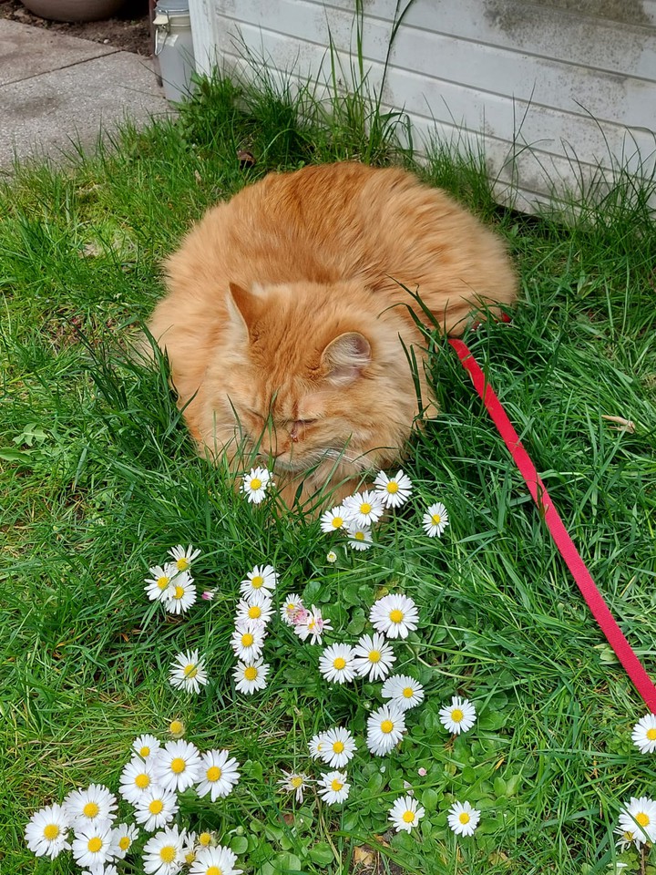 Max